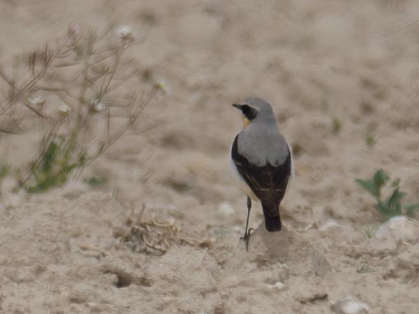 <h3><a href="/trips/ebro/biota/animalia/chordata/aves/040 passeriformes/108 muscicapidae/oenanthe oenanthe/oenanthe oenanthe-nl.html">Oenanthe&nbsp;oenanthe</a> / Northern&nbsp;wheatear / Tapuit</h3>OM-1 Mark II met OLYMPUS M.300mm F4.0, 1/2500 sec  bij F4.5, ISO 200, afstand 139&nbsp;m